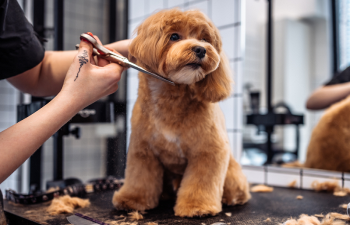 Pet Health Grooming In Goa