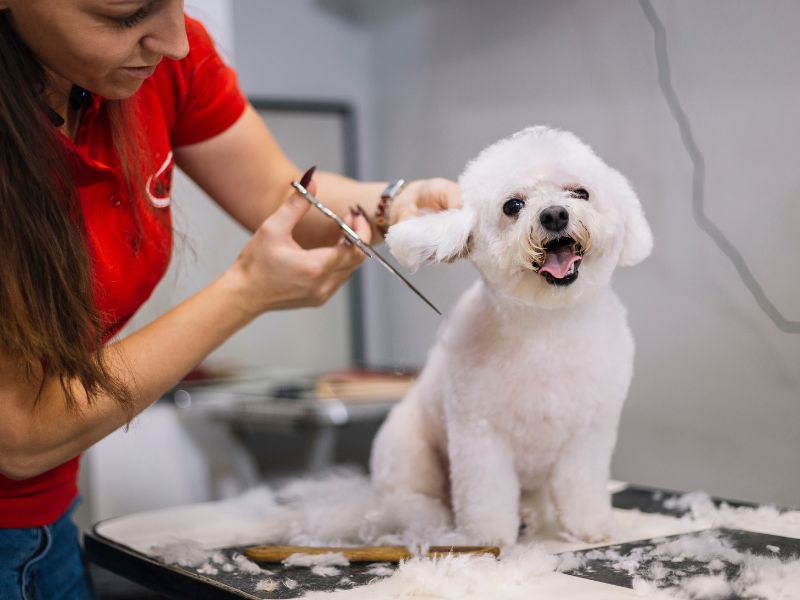 Pet Cosmetic Grooming Service In Goa